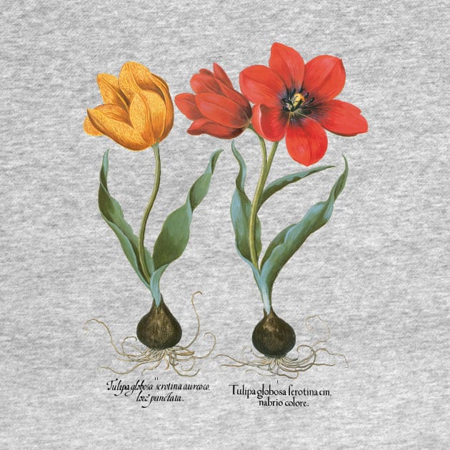 Tulips by Basilius Besler by MasterpieceCafe